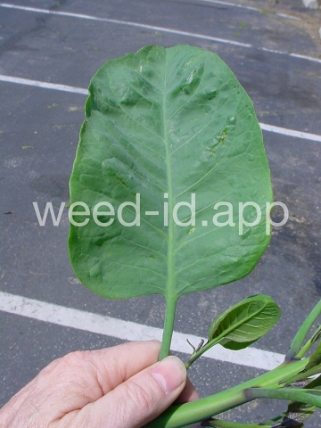 tobacco, tree